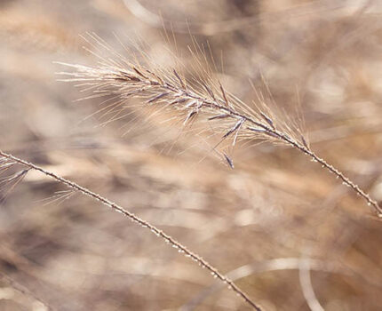 揭秘千年神鸟！ 探险队深入鄂西密林 2025年终现九头鸟踪迹